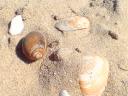 muscheln.jpg